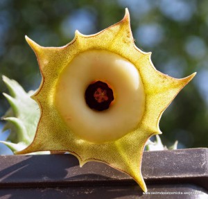 Huernia thudichumii